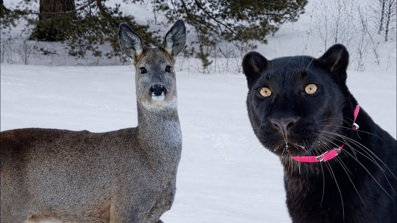 We almost caught a roe deer, Luna the panther is trying to hunt 😳(ENG SUB)