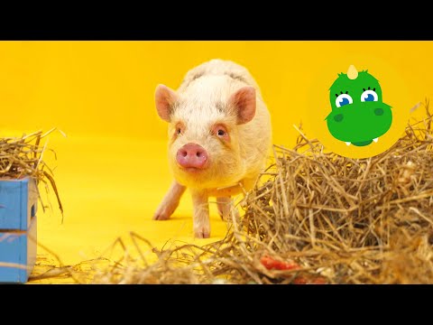 Bolibompa Mini: Bolibompisarna - Grisar, rockringar och såpbubblor