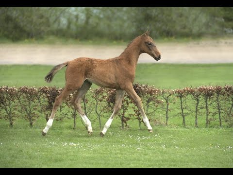Holsteiner Fohlenauktion im Juni - Nr. 3 v. Carembar de Muze - Lasino
