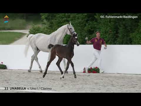 KN 33 Unabella SF v. Uno I - Clarimo 66. FOHLENAUKTION RIEDLINGEN 2023