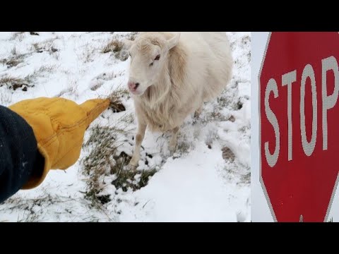STOP a charging RAM with this trick!