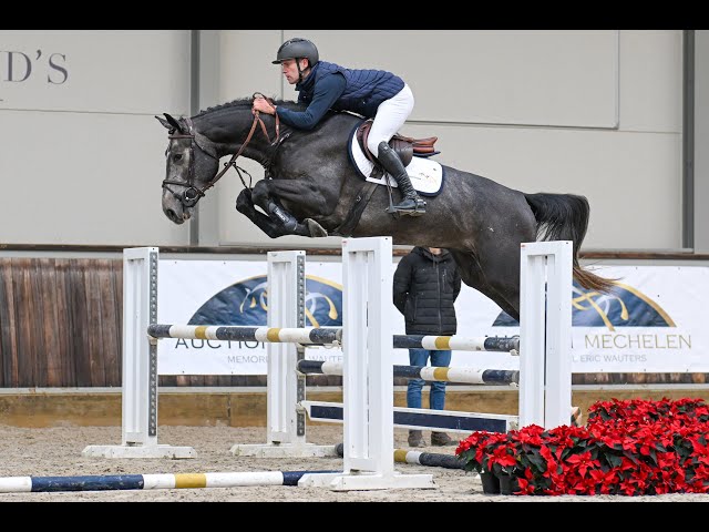 Papillon Vh Beeckhof Z - Ridden