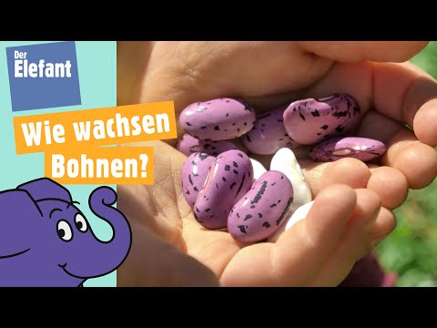 Wie wachsen Bohnen? | Der Elefant | WDR