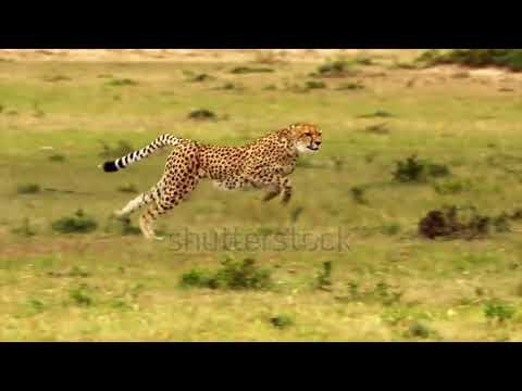 **"A Majestade da Floresta: Onça em Ação"**