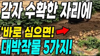 감자 수확한 자리에 바로 심으면 대박작물 5가지! 이것만 심어도 대박입니다