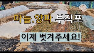 마늘 양파 부직포 이제는 벗겨 주세요. #마늘 부직포 벗기는 시기 #양파 보온덮개 벗기는 시기.