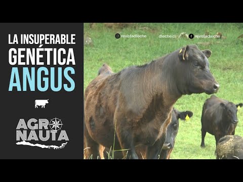 , title : 'Angus: La insuperable raza de ganado de carne | Agronauta Nº1'