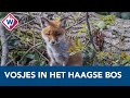 Jonge vosjes trekken de aandacht van fotografen in het Haagse Bos - OMROEP WEST