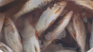 Ловля плотвы на опарыш
