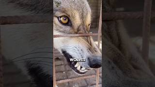 The Real Reason Why Wolves Can Never Be Pets #facts #wildlife #animalfacts