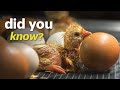 What Homesteaders Aren T Telling You Incubating And Hatching Chicken Eggs