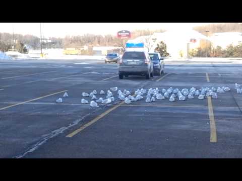 Walmart Sea Gulls