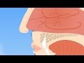What Happens When Your Nose Runs