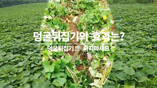 꼭 덩굴을 뒤집고 싶나요?  고구마 덩굴을 뒤집으면 안되는 이유