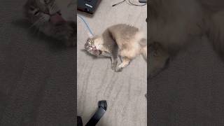 Cat chooses favorite gaming mousepad #cat #gaming #mousepad