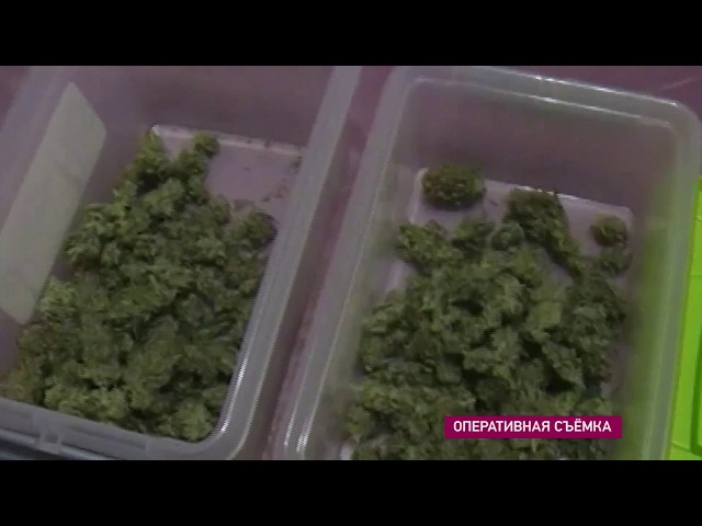 Домашняя оранжерея