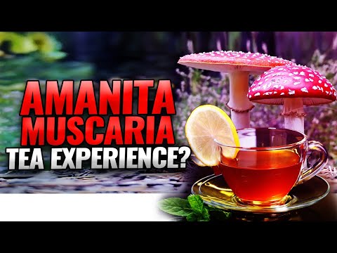 Amanita Muscaria (Fly Agaric), A Closer Look. Tea Experience?