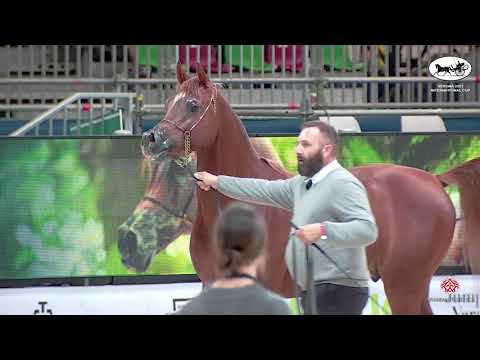 N 51 AJ NJWAN   VERONA 2021 International Cup   Colts 3 Years Old Class 8