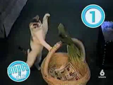 Gatos graciosos 2 - funny cats