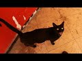 Beautiful Mom Cat Very Hungry Meowing Loudly