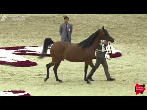 201 NAJDIYA AL ZOBAIR Sharjah International 2018