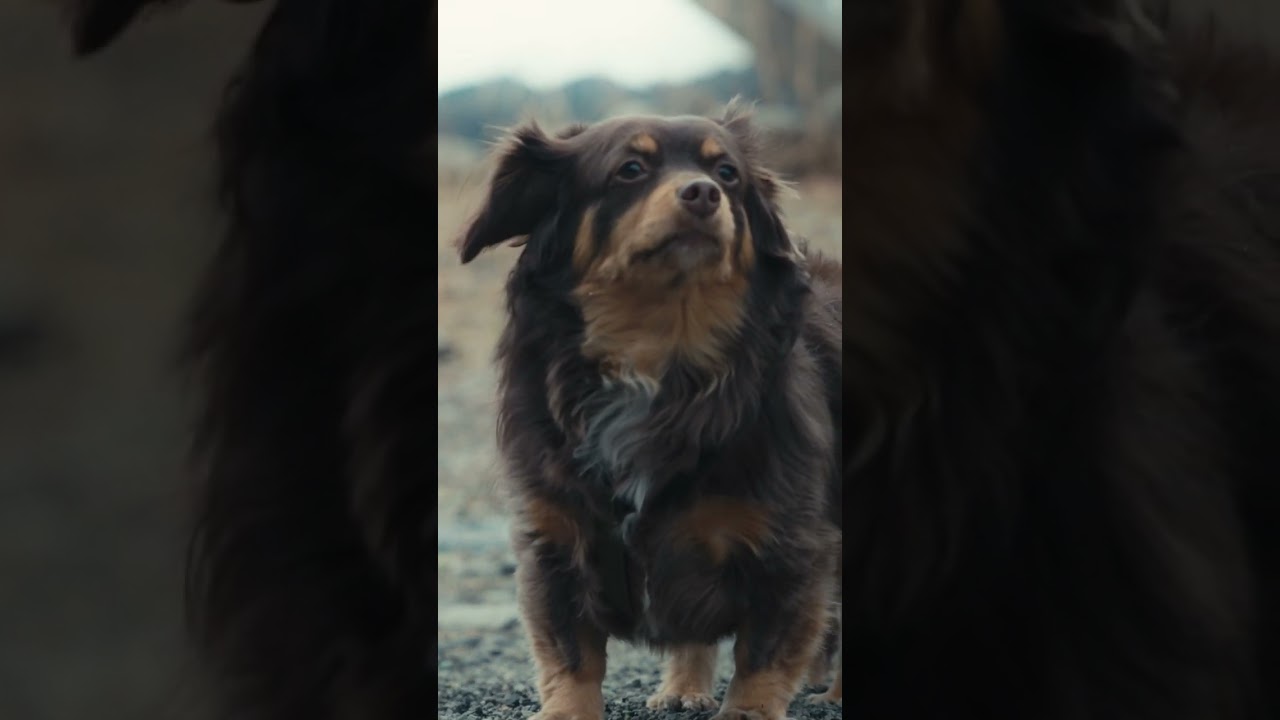 愛犬とお出かけするならSUBARU│フォレスター編【縦版】