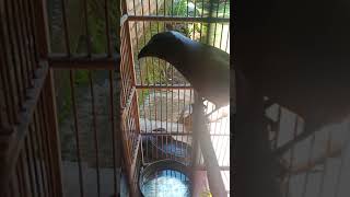 Download lagu Suara burung  pentet raja..pancingan untuk pentet bahan mp3