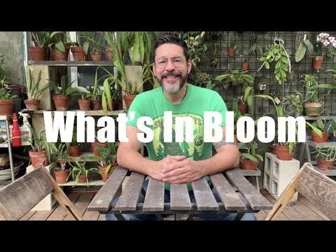 What’s In Bloom in my orchid collection for March 29th 2021 Bangjong edition.