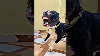 #dog #dog #pitbulldog #popular #trending #viral #pitbull #shot #shots #music #beauty