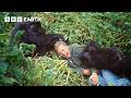 Attenborough S Extraordinary Gorilla Encounter Making Life On Earth BBC Earth