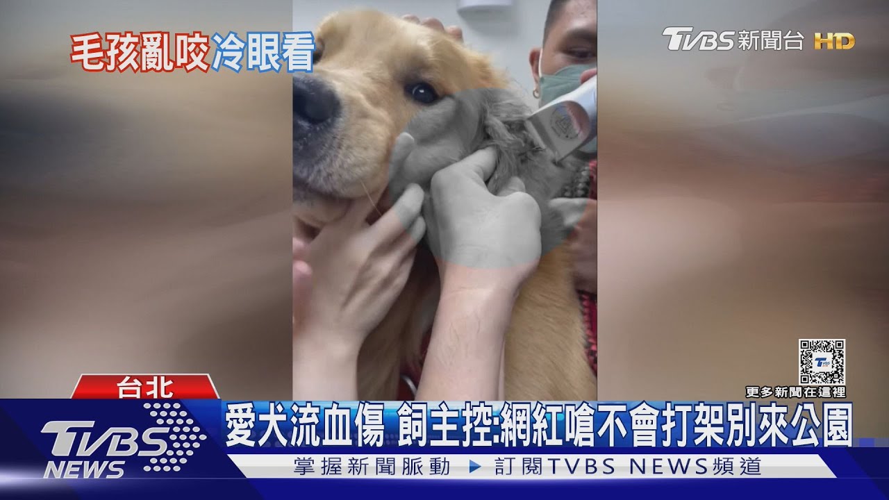 愛犬流血傷 飼主控:網紅嗆不會打架別來公園