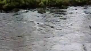 Nickel Creek ~ Flow Gently Sweet Afton