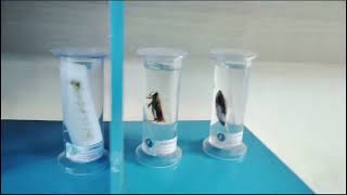 Srm International School Video