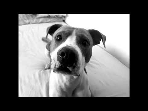 10 de Mayo 2020🐶💕🐶