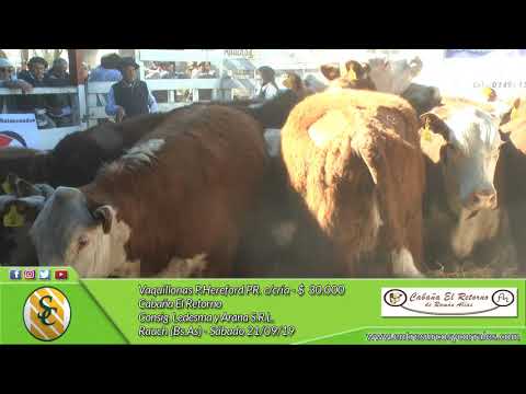 21-09-19 - Venta de Vaquillonas P.Hereford PR .y PR.  con cría - Cabaña El Retorno - Rauch