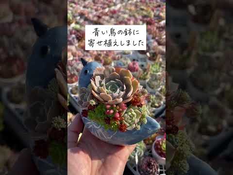 屋外の多肉植物 - 庭に芸術的な雰囲気を加えるためのヒントとアイデア  庭園