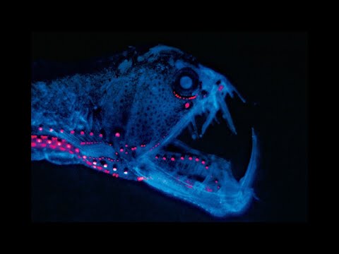 ◊ [FREE] FUTURE + EST GEE + SHECK WES TYPE BEAT