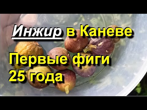 Figs in Kanev. First figs. Michurinskaya 10. 2025 08 23