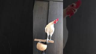 Download lagu Ayam ketawa durasi umur 3 bln mp3 Download lagu Ayam ketawa durasi umur 3 bln mp3