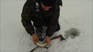 Ловля налима зимой на тычку