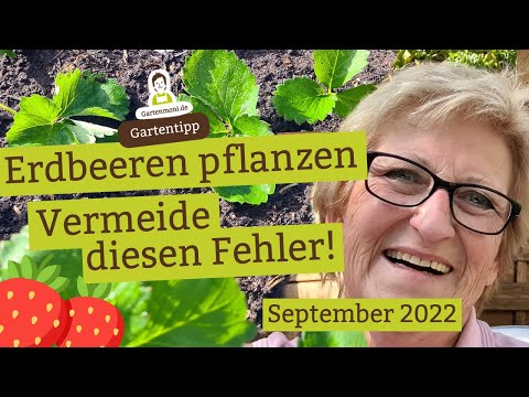 Planting strawberries correctly: Avoid this common mistake!