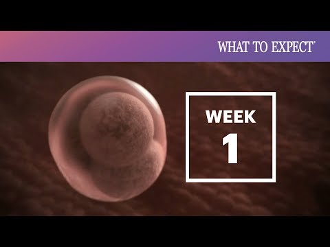 1 Week Pregnant - What to Expect Your 1st Week of Pregnancy Video