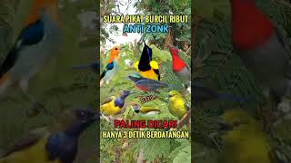 Download lagu Pikat burcil ampuh mp3 jitu#shorts #pikatburung #suarapikatburcil #suarapikat #birds #burung #sogon mp3 Download lagu Pikat burcil ampuh mp3 jitu#shorts #pikatburung #suarapikatburcil #suarapikat #birds #burung #sogon mp3