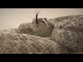 Experts offer safety tips as rattlesnakes wake from hibernation in Arizona