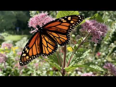 Trevor Smith: Discussing Resilient Landscapes for a Changing Climate