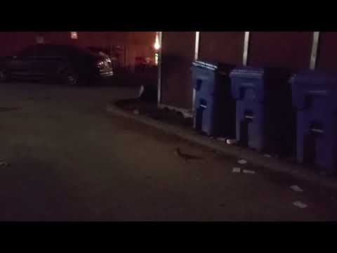 Rats at Church and Front