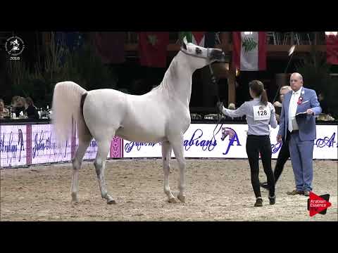 N.128 POSTAR - Lier 2018 - Senior Geldings Championship (Class 16)