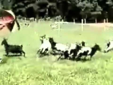 FUS RO DAH! Fainting Goats