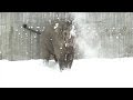Elephants Enjoy Snow At The Oregon Zoo