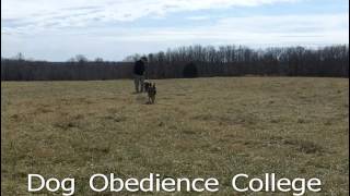 preview picture of video 'Bear Dog Training School Cordova Dog Obedience College'